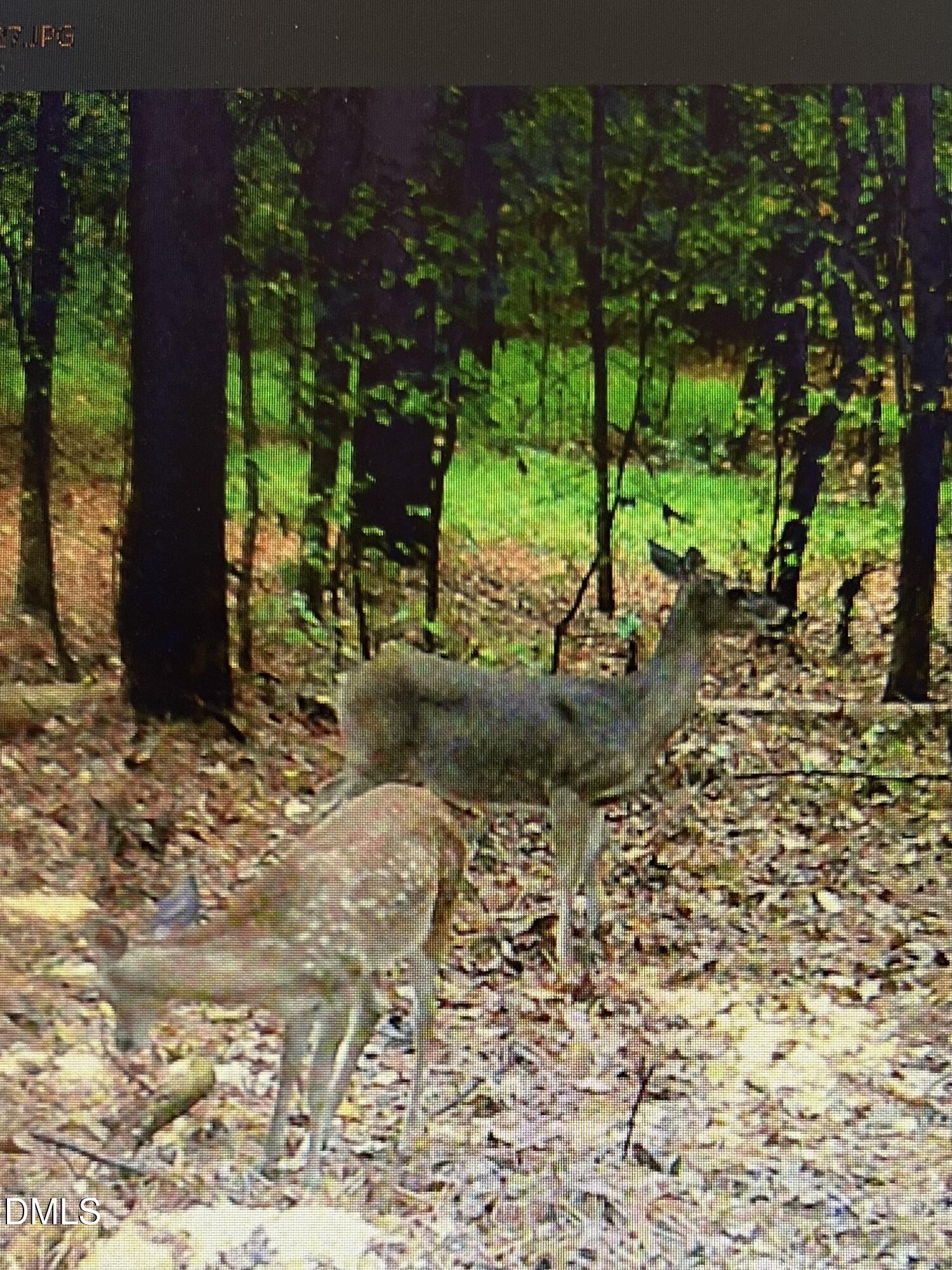 1734 Rocky Ford Road Henderson, NC 27537 - Photo 43 of 44 a view of a backyard with plants and large tree