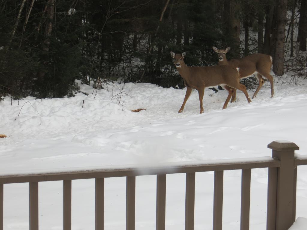 11 N Road Berlin, NH 03570 - Photo 22 of 25