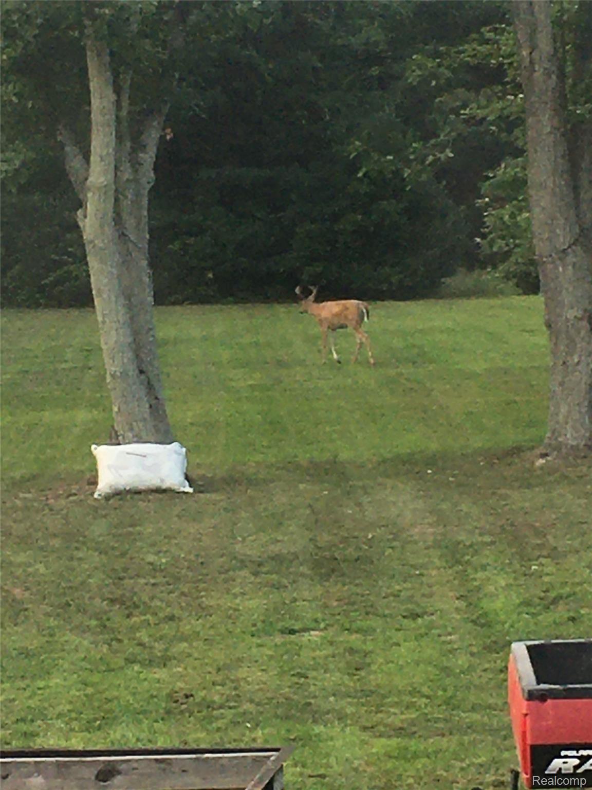 3936 Maybee Road Lake Orion, MI 48359 - Photo 32 of 32 deer2.JPG