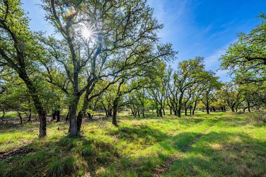 563 J J B Road Harper, TX 78631 - Photo 24 of 40 a view of park with trees