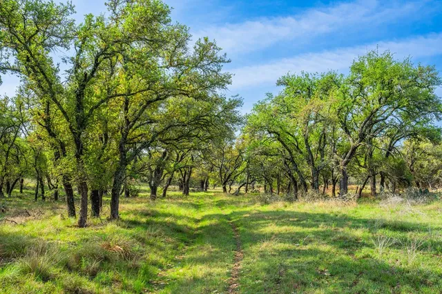 a huge green field with lots of trees