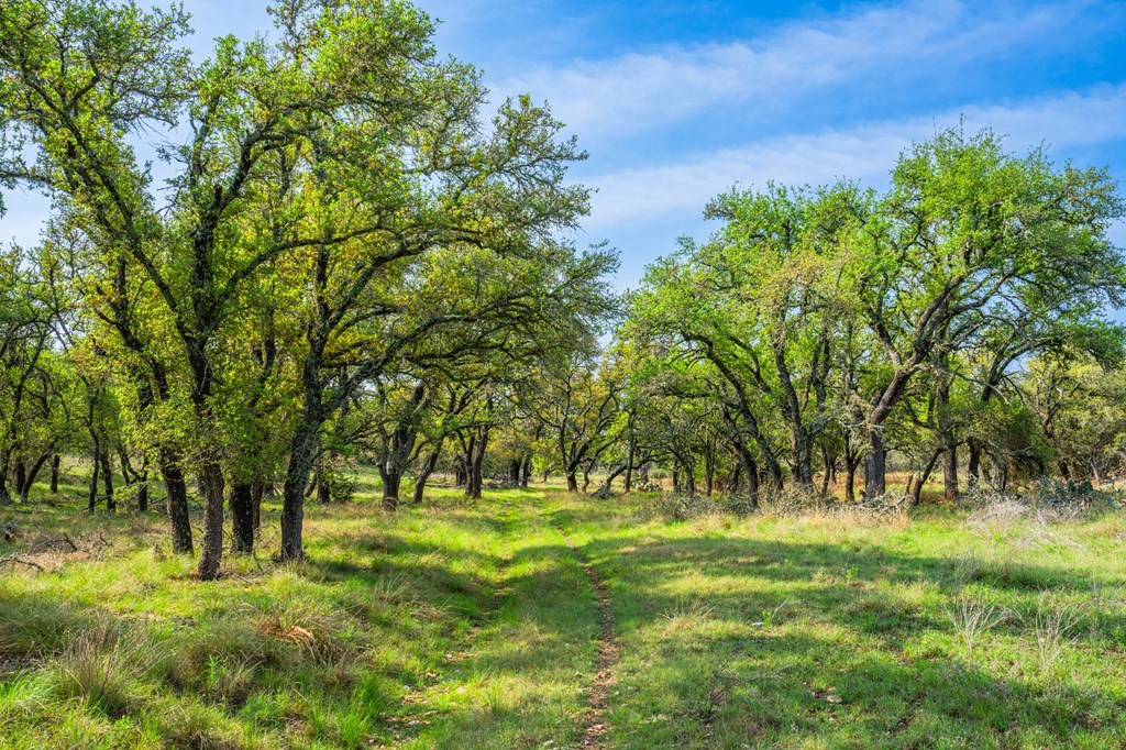 563 J J B Road Harper, TX 78631 - Photo 25 of 40 a huge green field with lots of trees