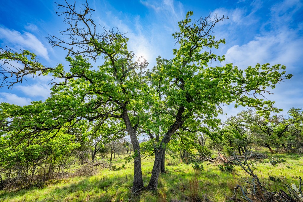 563 J J B Road Harper, TX 78631 - Photo 33 of 40 a backyard of a house with lots of green space