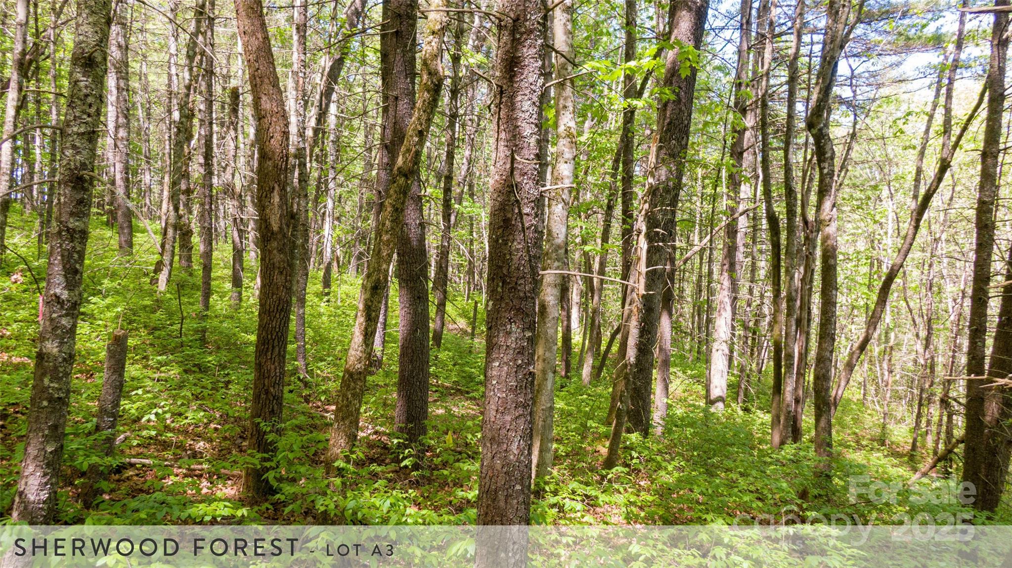 888 Cardinal Road Brevard, NC 28712 - Photo 8 of 21 Gallery Image 8