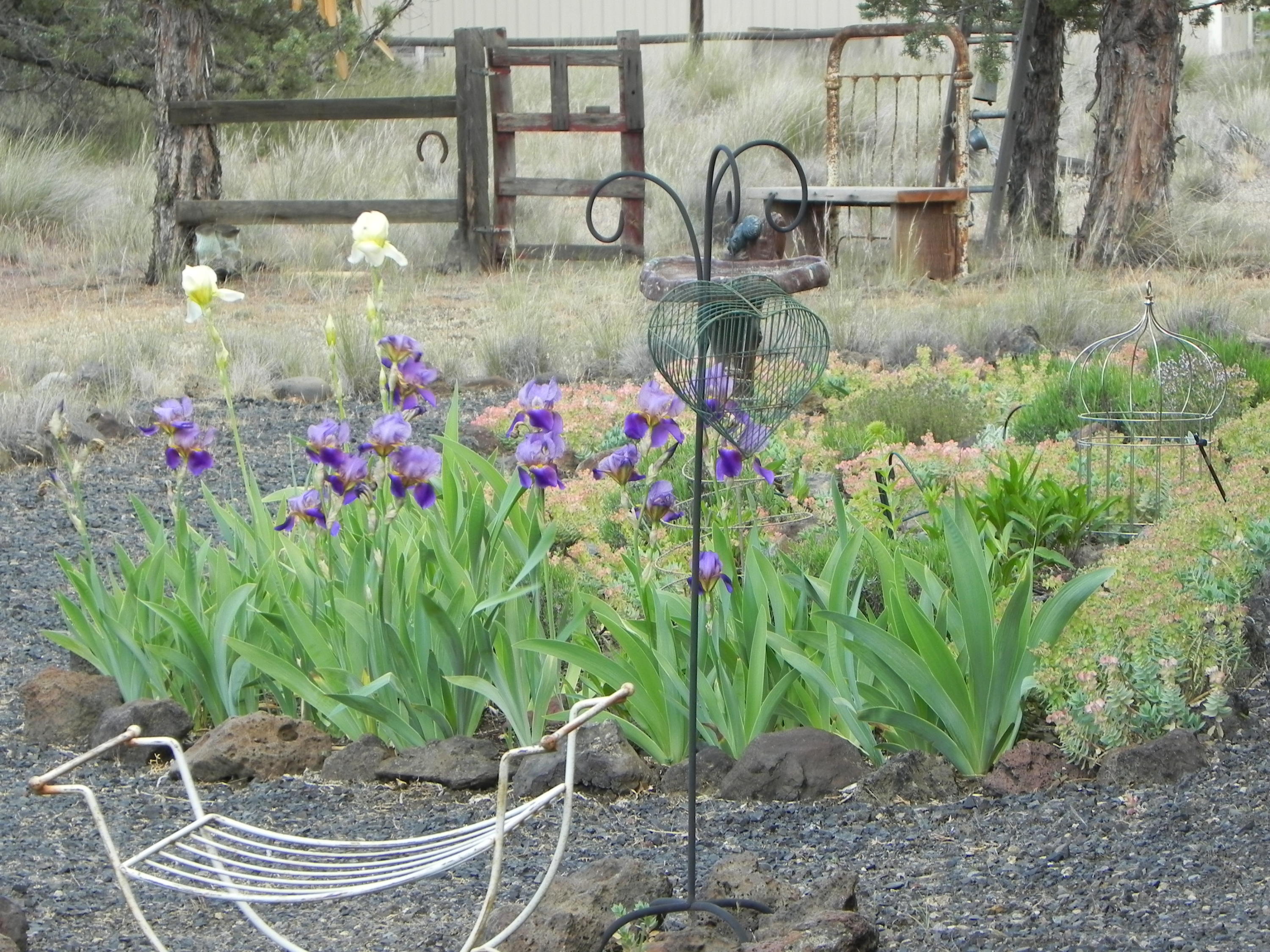 13898 Southwest Ridge Place Terrebonne, OR 97760 - Photo 36 of 38 Garden 3