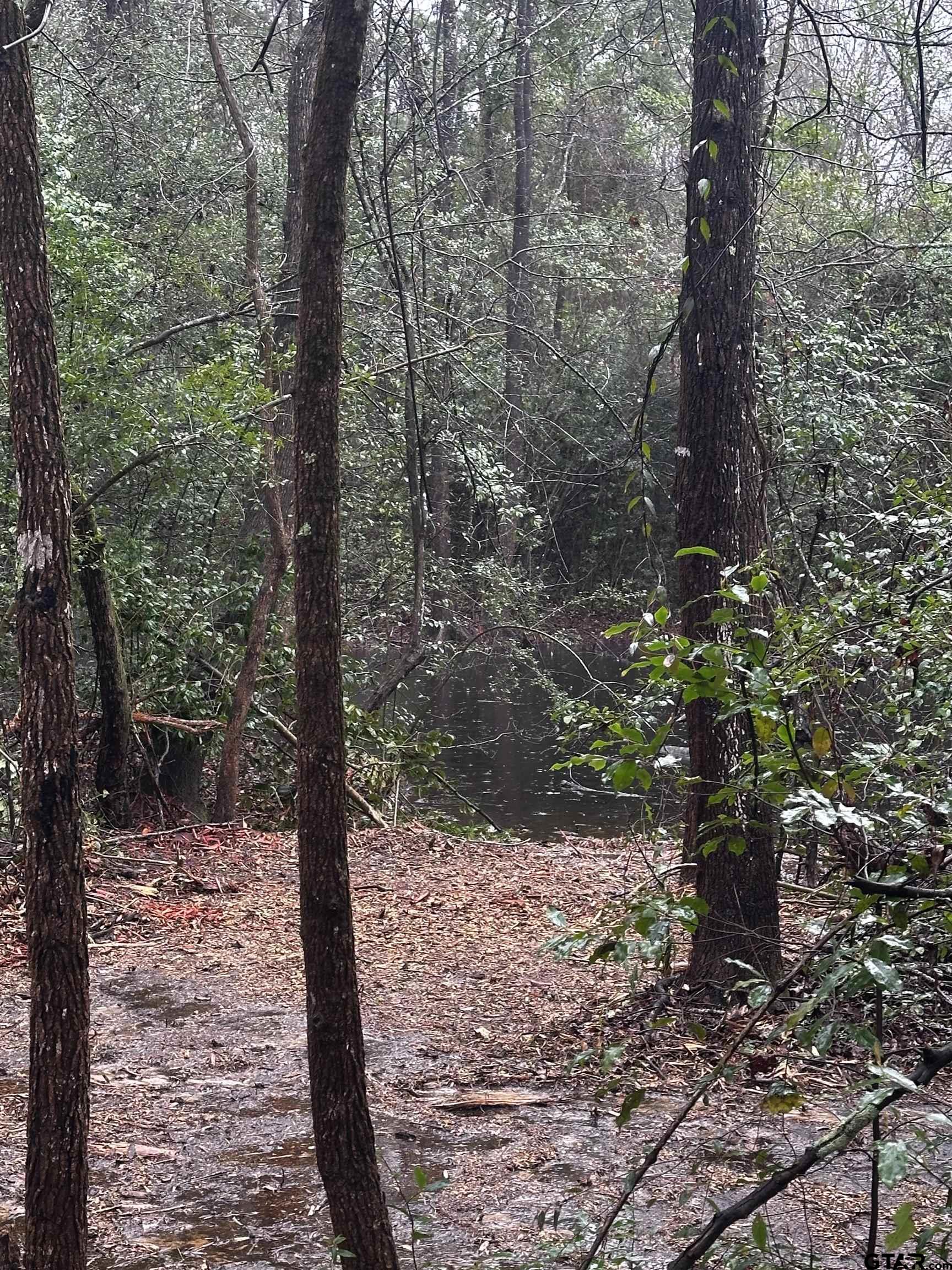 5770 County Road 334 Tyler, TX 75708 - Photo 3 of 12 a view of a forest filled with trees