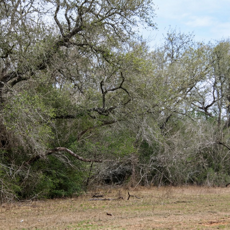 5020 Metting School Road Cuero, TX 77954 - Photo 7 of 11 a view of a dry yard with trees