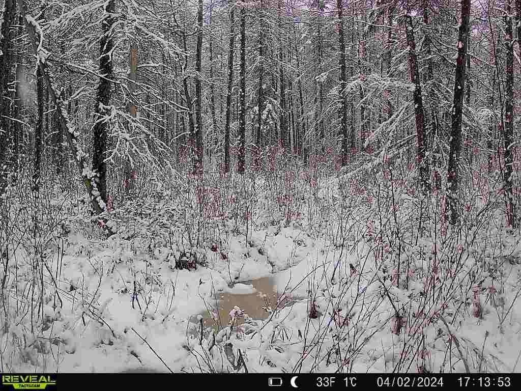 Bogus Road Deerbrook, WI 54424 - Photo 13 of 78