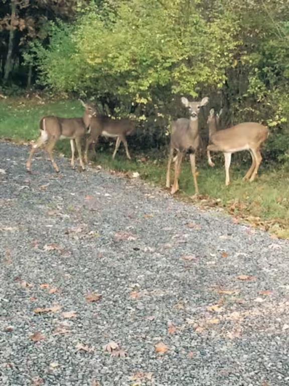 3906 Master Road Emlenton, PA 16373 - Photo 30 of 31 a backyard of a house with table and chairs