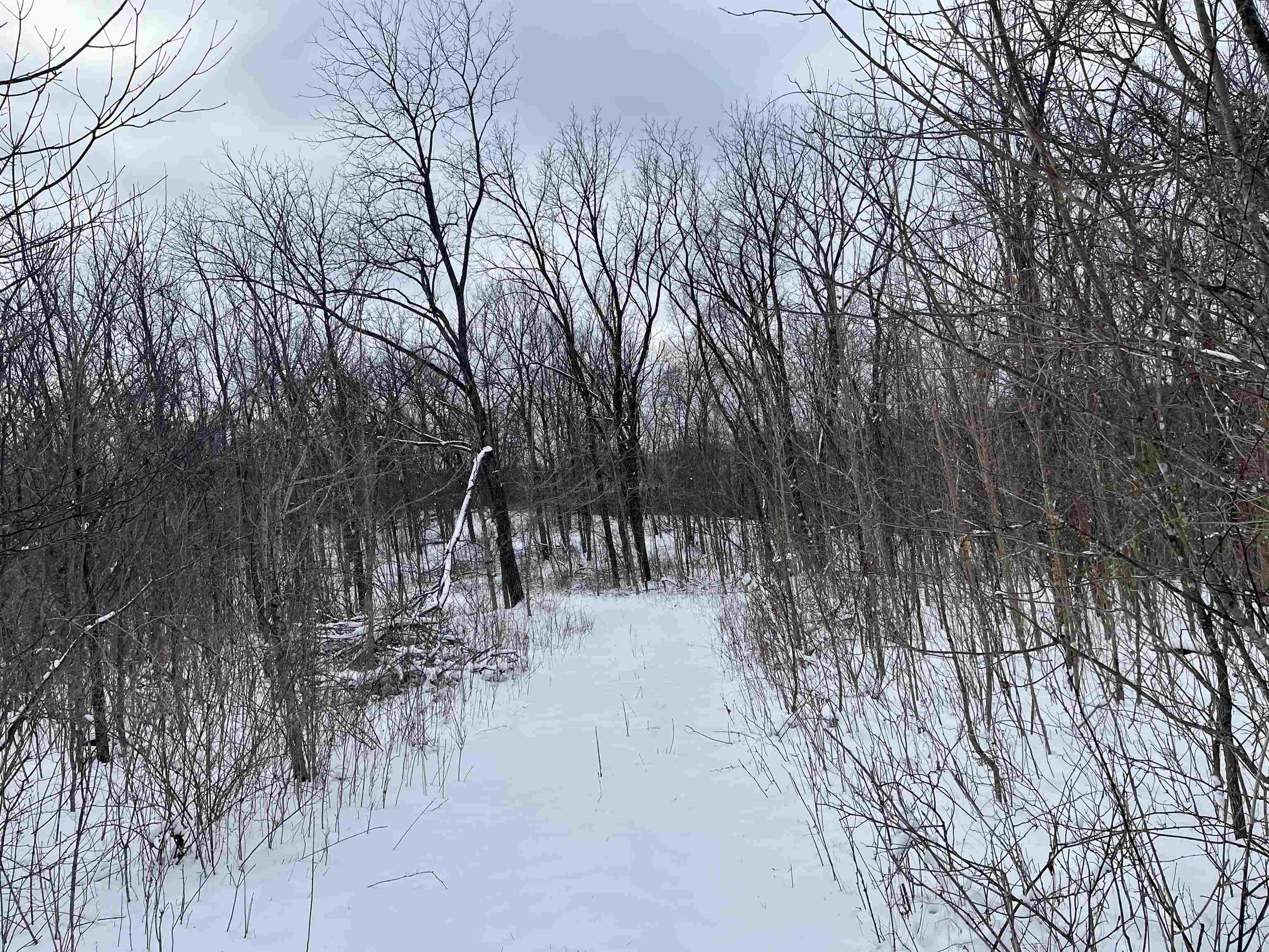 79 Acres Byers Road Boscobel, WI 53805 - Photo 6 of 24