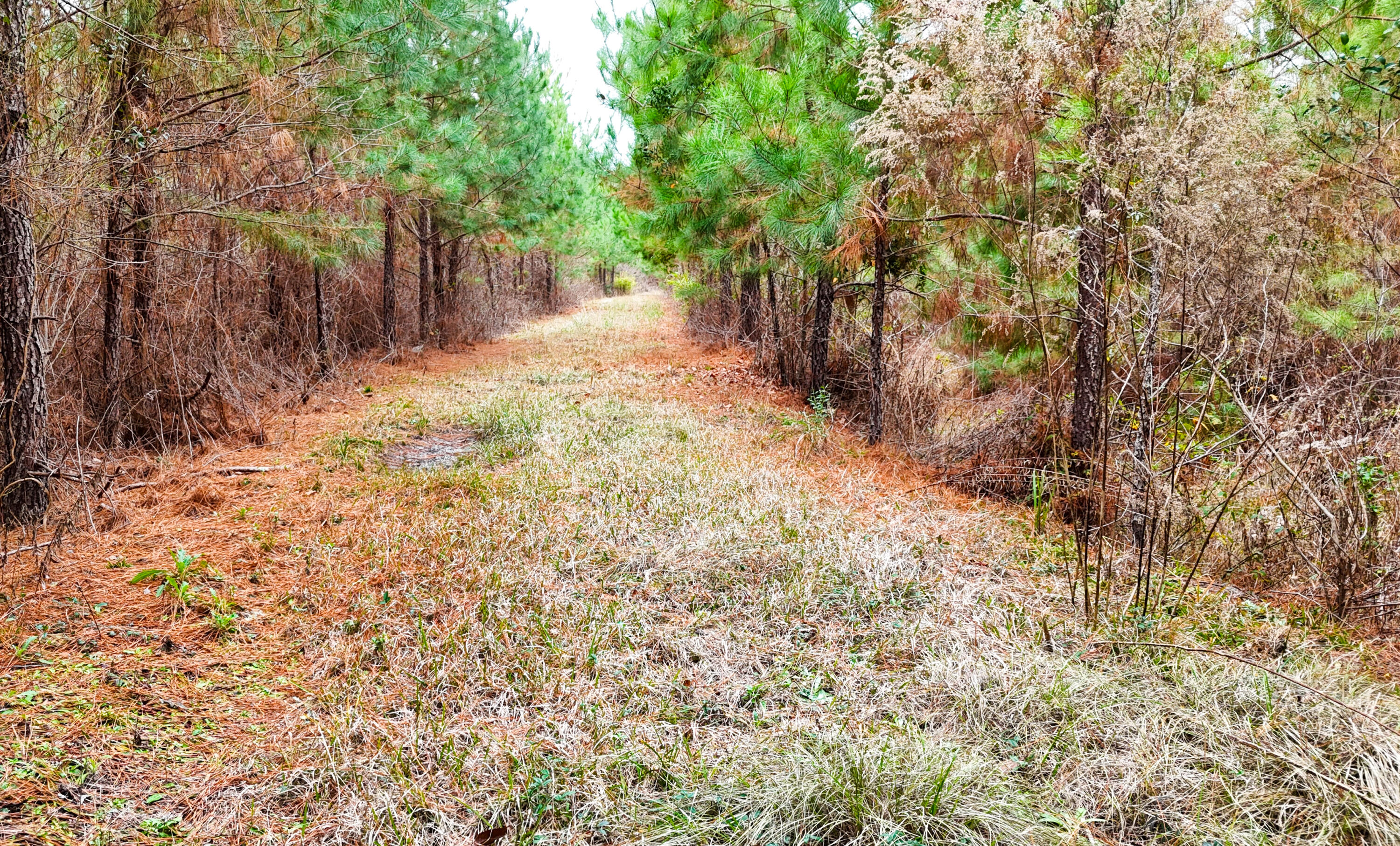 Tbd Tbd Bill Davis Road Summerton, SC 29148 - Photo 21 of 37 Gallery Image 21