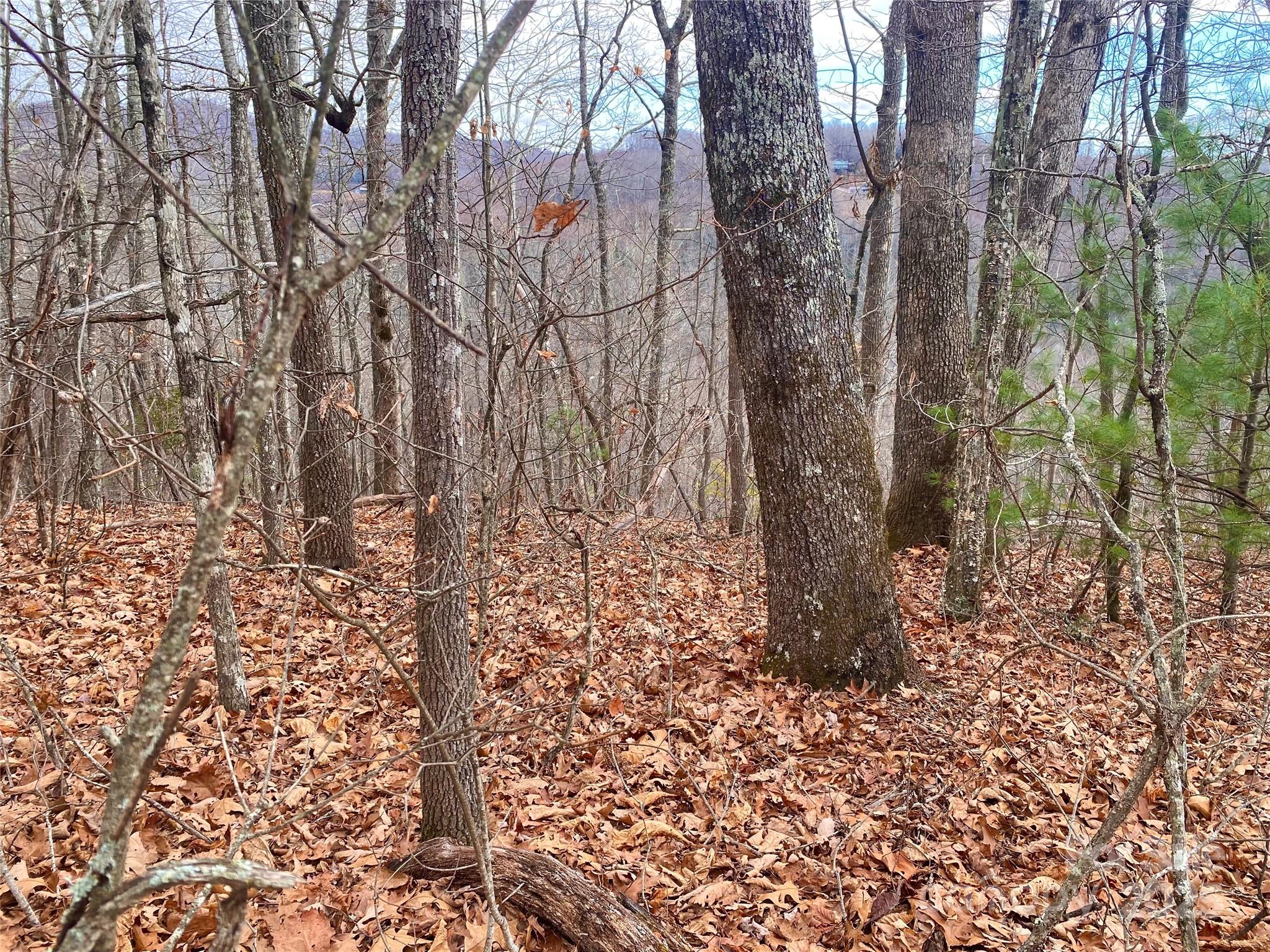 Lot 37 Skyline Road, Unit 37 Little Switzerland, NC 28749 - Photo 6 of 12 a yard with tall trees