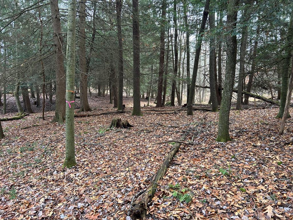 0 Miola Road Clarion, PA 16214 - Photo 3 of 18 Gallery Image 3