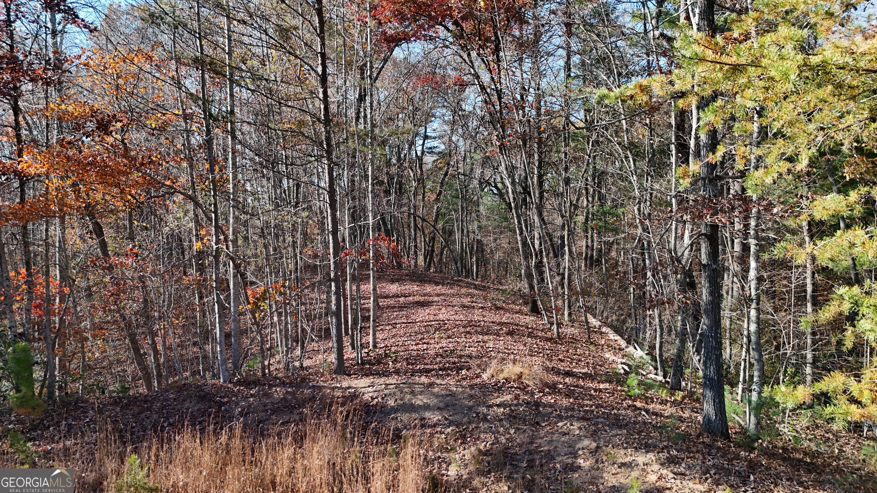 Lot 197 Spring Winds Drive Cleveland, GA 30528 - Photo 1 of 7 a view of a yard with trees