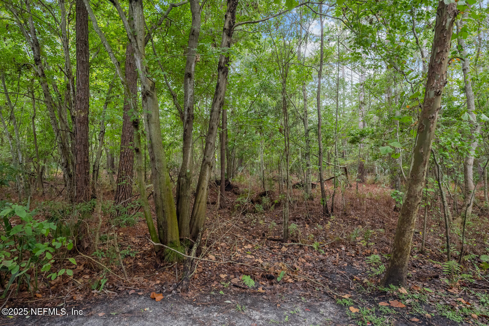 7920 Merrill Road West, Unit 1604 Jacksonville, FL 32277 - Photo 24 of 30 a view of a forest with trees