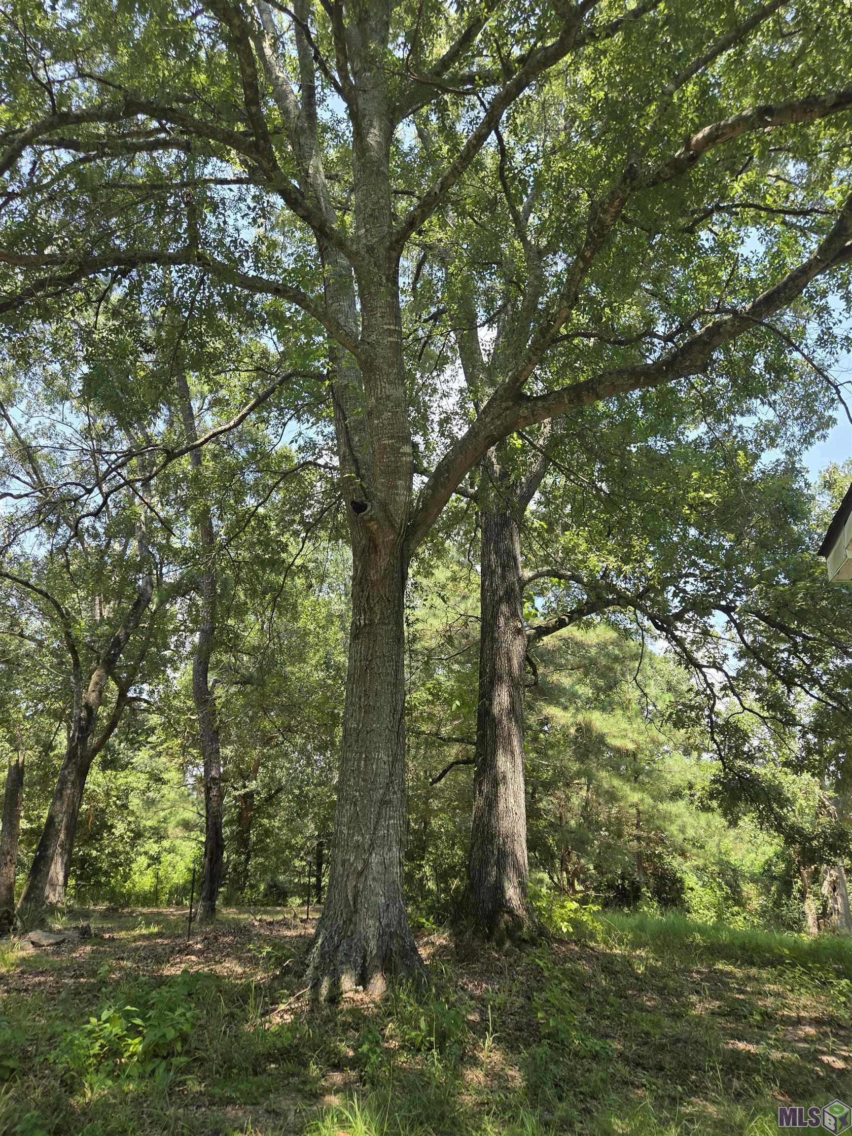 488 Salisbury Road Woodville, MS 39669 - Photo 21 of 23