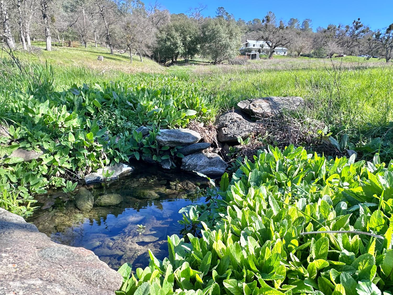 1933 Appaloosa Road Angels Camp, CA 95222 - Photo 54 of 75 a view of a garden with an outdoor space