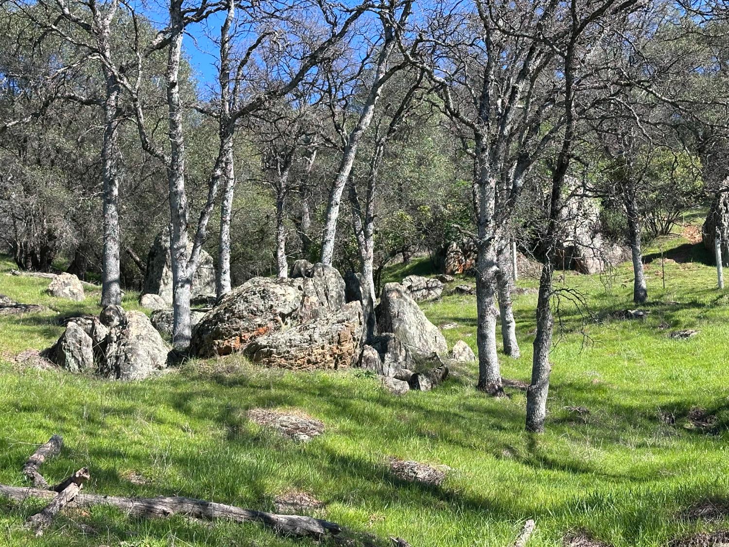 1933 Appaloosa Road Angels Camp, CA 95222 - Photo 58 of 75 a view of yard with green space