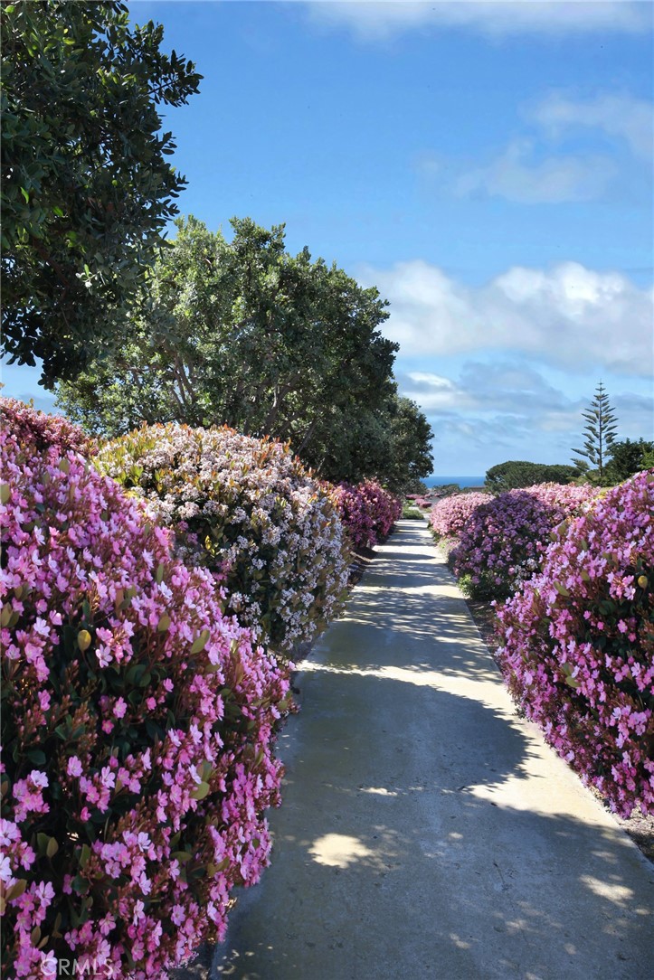 23711 Colima Bay Dana Point, CA 92629 - Photo 36 of 45 a view of a street with flower plants in front of it