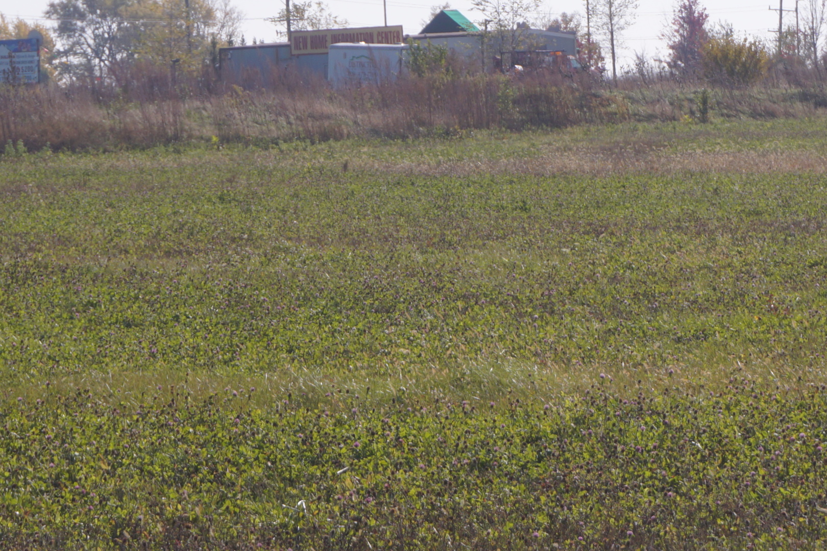 a view of a dry yard