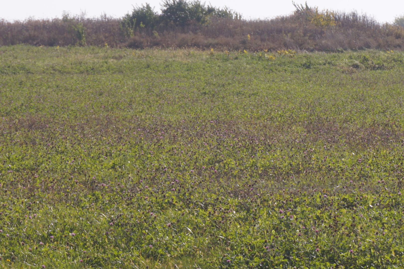 Lot2 South Arabian Avenue Manhattan, IL 60442 - Photo 2 of 2 a view of an outdoor space and a yard