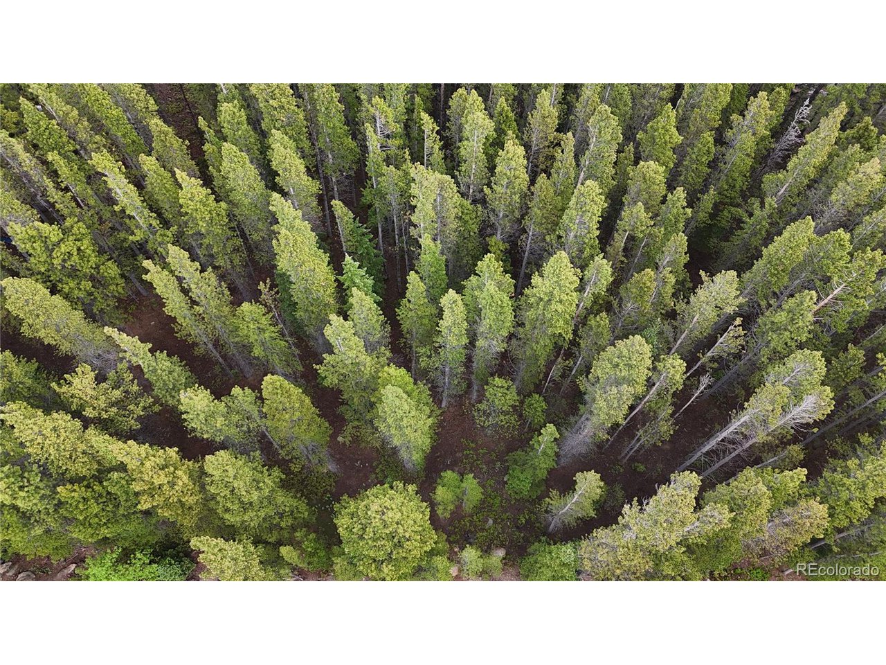 285 Lower Forest Road Idaho Springs, CO 80452 - Photo 20 of 23