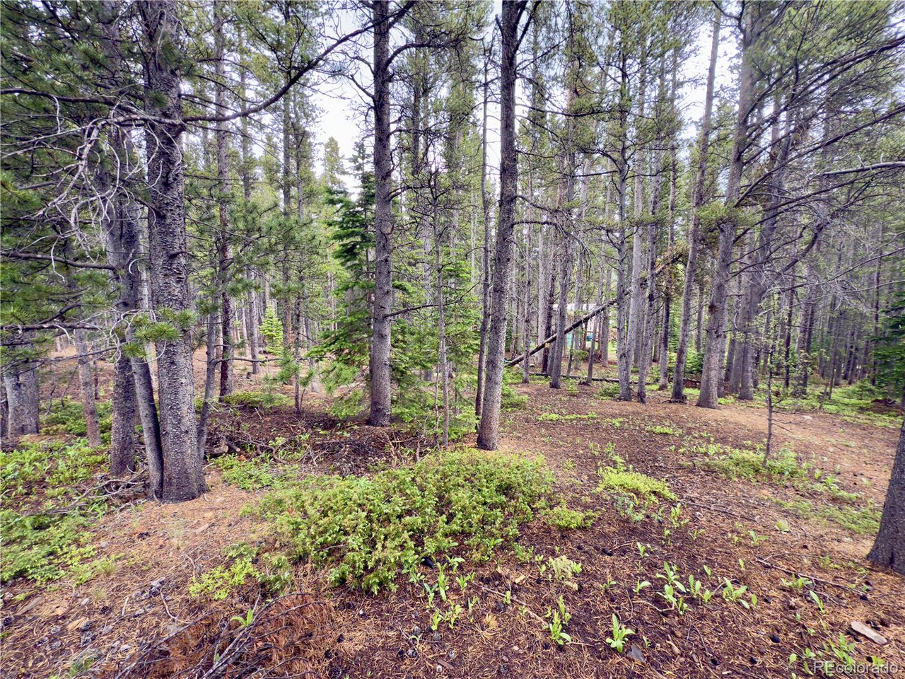 285 Lower Forest Road Idaho Springs, CO 80452 - Photo 4 of 23