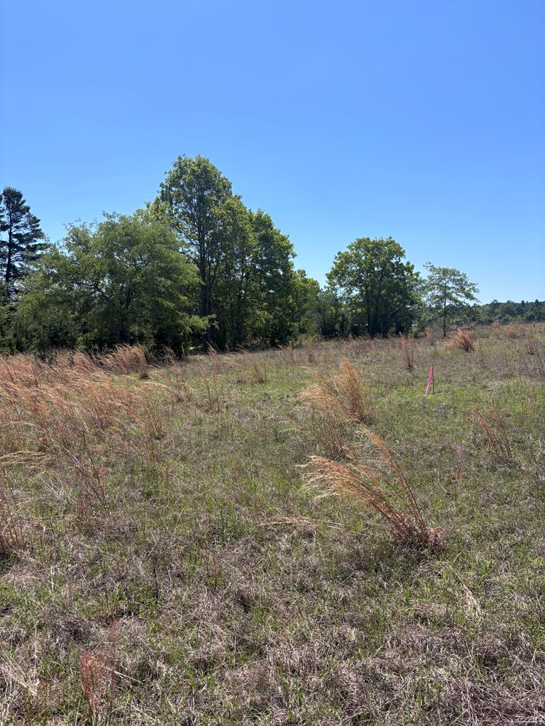 5-ac Kirkland Store Road Mauk, GA 31058 - Photo 8 of 17 Gallery Image 8