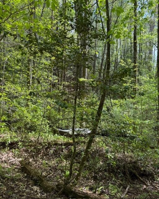 348 Hemlock Trail Ellijay, GA 30540 - Photo 12 of 38 a view of a house with a lush green forest