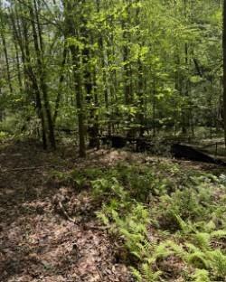348 Hemlock Trail Ellijay, GA 30540 - Photo 13 of 38 a view of outdoor space and green space