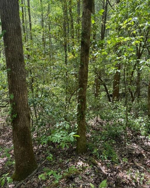 348 Hemlock Trail Ellijay, GA 30540 - Photo 14 of 38 a view of a garden