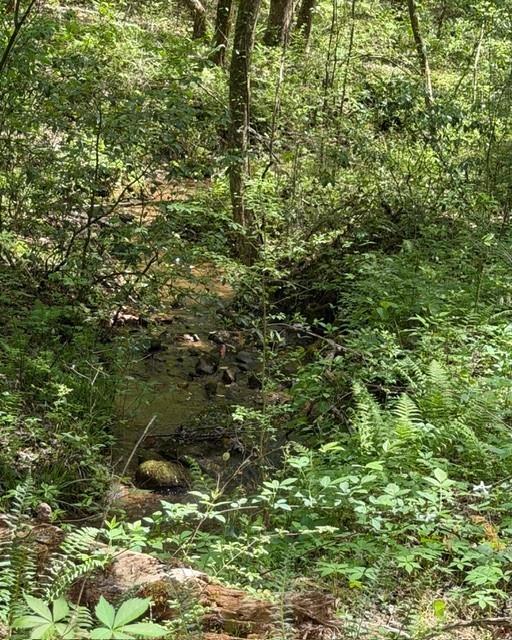 348 Hemlock Trail Ellijay, GA 30540 - Photo 18 of 38 a view of a forest