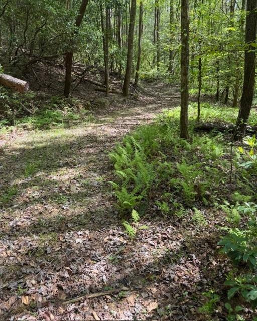 348 Hemlock Trail Ellijay, GA 30540 - Photo 2 of 38 a backyard of a house with lots of green space