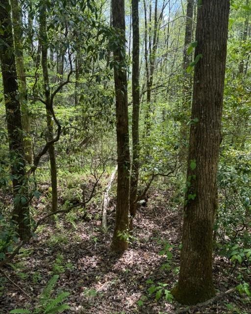 348 Hemlock Trail Ellijay, GA 30540 - Photo 22 of 38 a view of forest