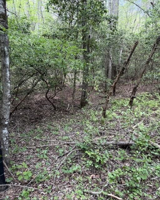 348 Hemlock Trail Ellijay, GA 30540 - Photo 31 of 38 a view of a forest that has a tree