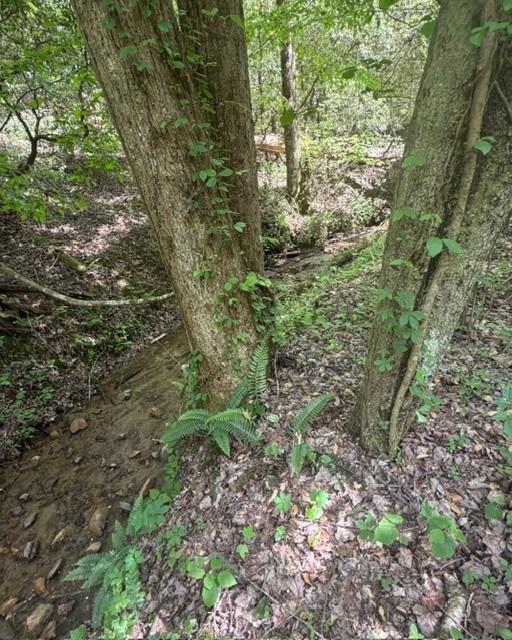 348 Hemlock Trail Ellijay, GA 30540 - Photo 32 of 38 a plant view in yard