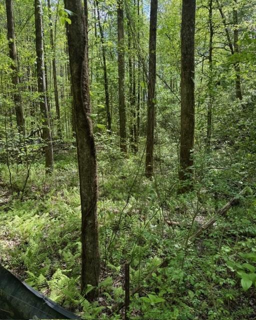 348 Hemlock Trail Ellijay, GA 30540 - Photo 35 of 38 a view of forest