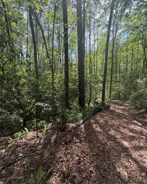 348 Hemlock Trail Ellijay, GA 30540 - Photo 5 of 38 a view of a forest that has large trees