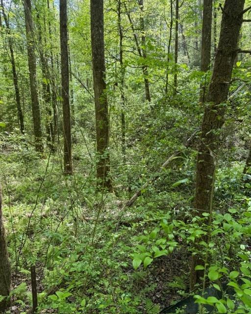 348 Hemlock Trail Ellijay, GA 30540 - Photo 7 of 38 a view of a lush green forest