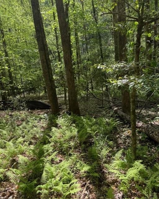 348 Hemlock Trail Ellijay, GA 30540 - Photo 8 of 38 a view of a yard with plants and large trees