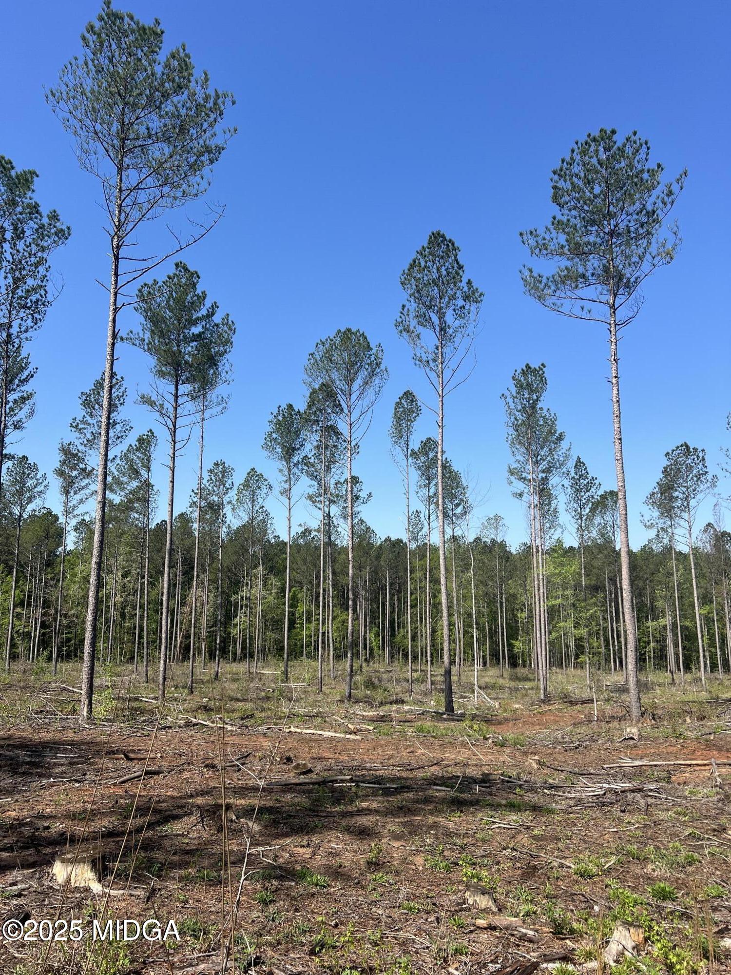 0 Watson Road Forsyth, GA 31029 - Photo 12 of 33 a view of a yard with plants and trees