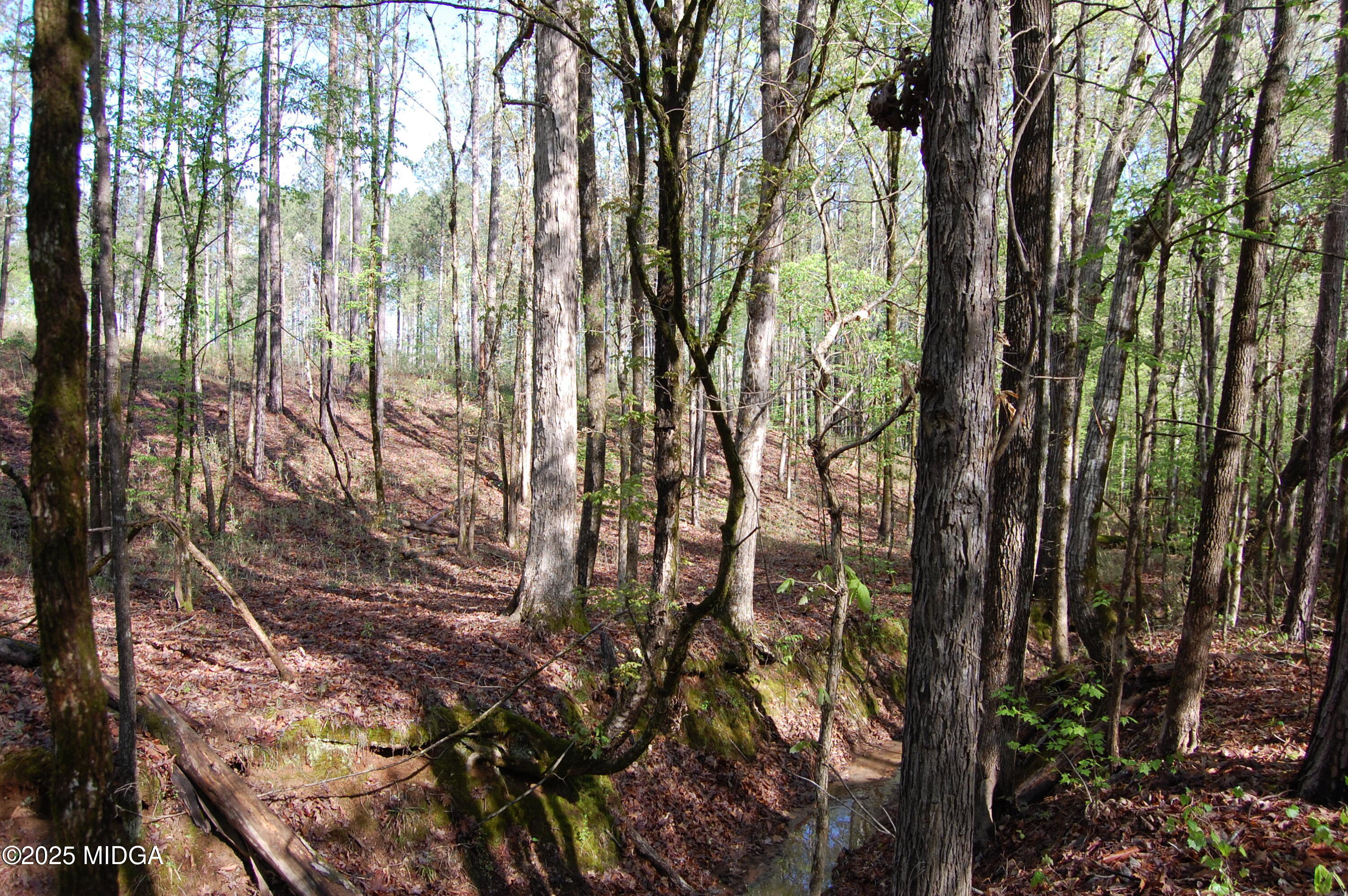 0 Watson Road Forsyth, GA 31029 - Photo 17 of 33 a view of forest