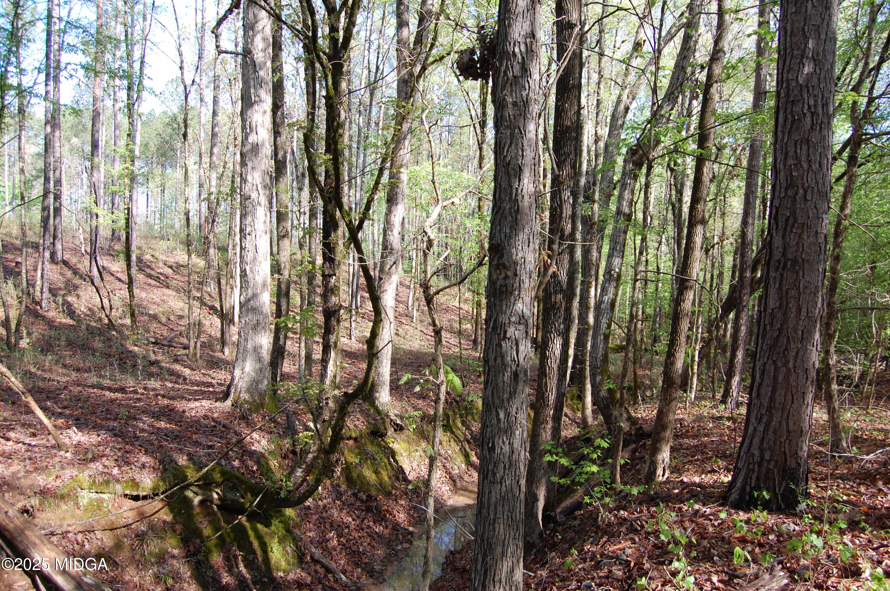 0 Watson Road Forsyth, GA 31029 - Photo 18 of 33 a view of forest