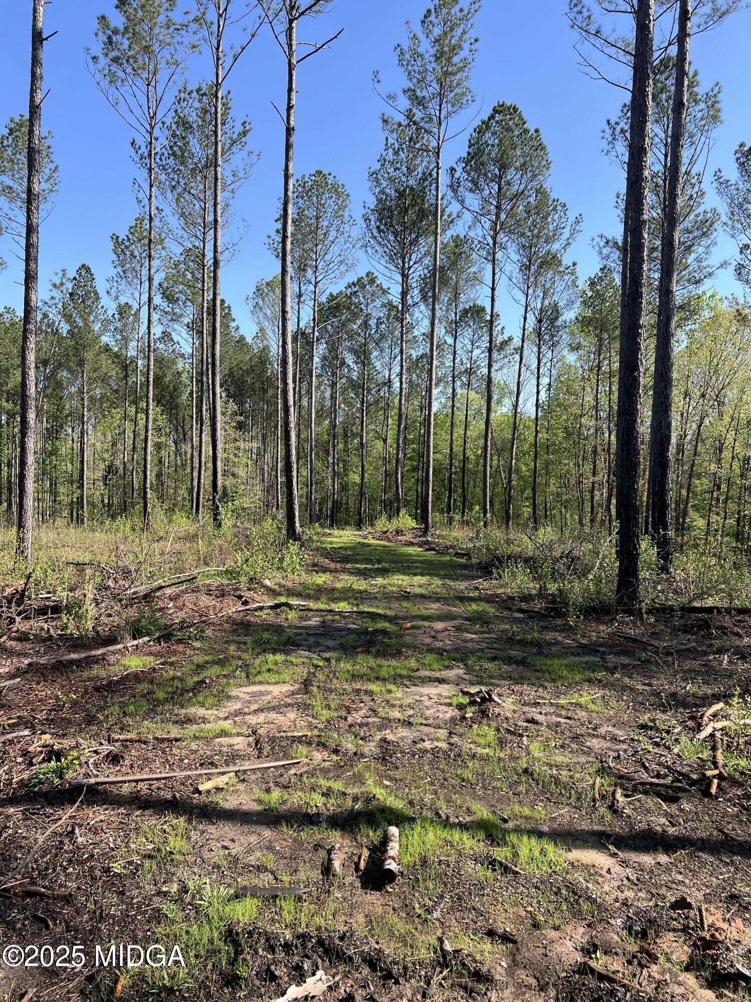 0 Watson Road Forsyth, GA 31029 - Photo 30 of 33 a view of a park with palm trees