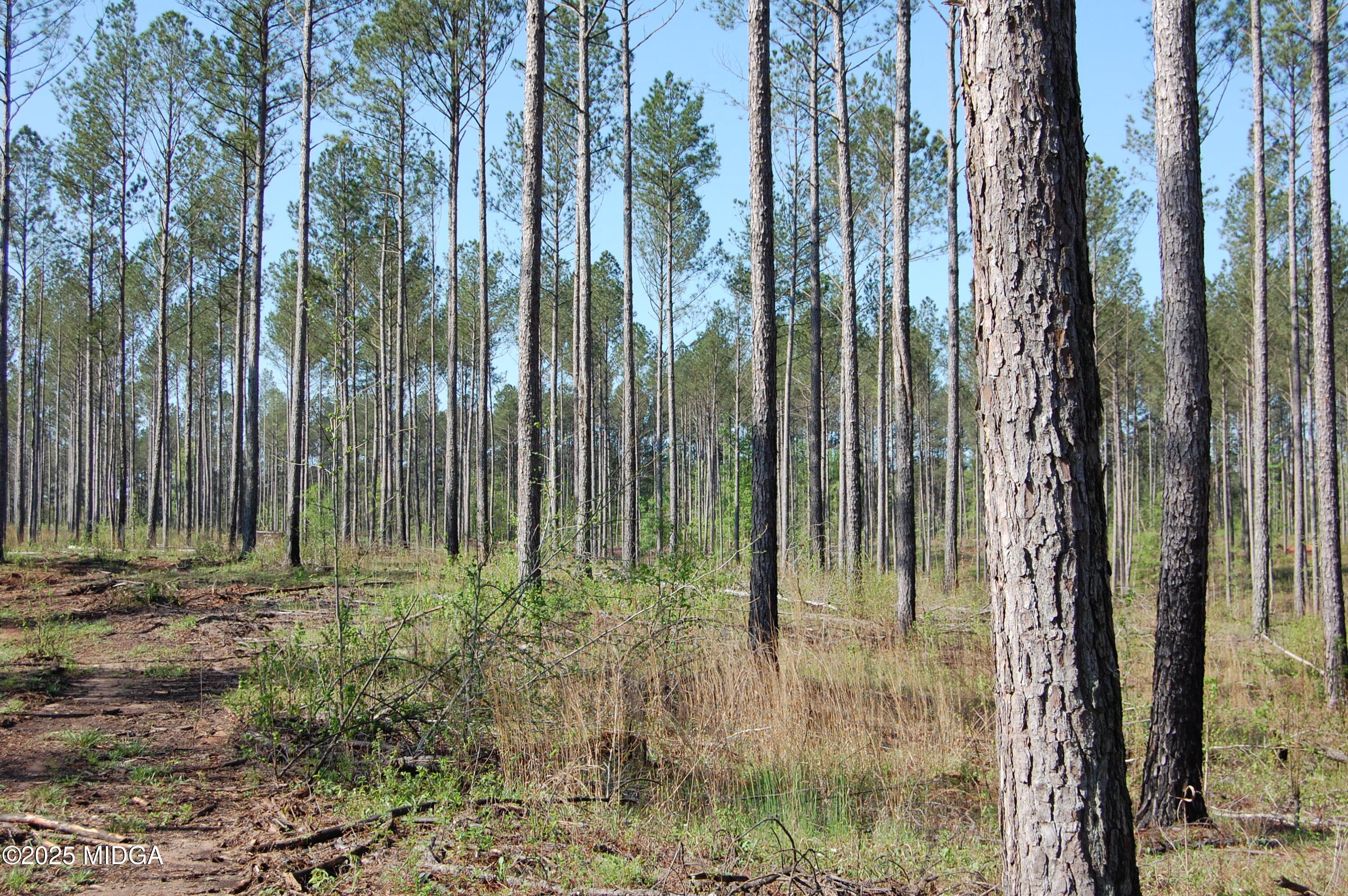 0 Watson Road Forsyth, GA 31029 - Photo 4 of 33 a view of backyard of a house
