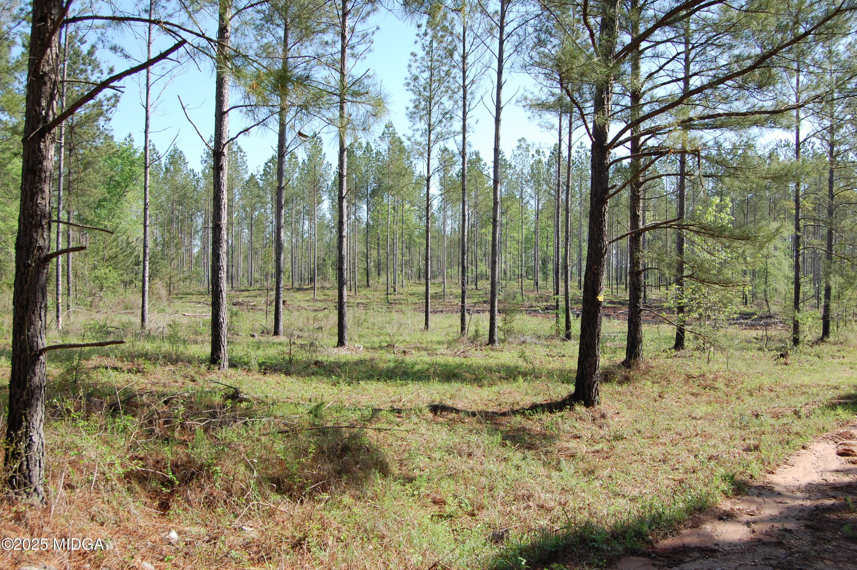 0 Watson Road Forsyth, GA 31029 - Photo 10 of 33 a view of trees and tree in the forest