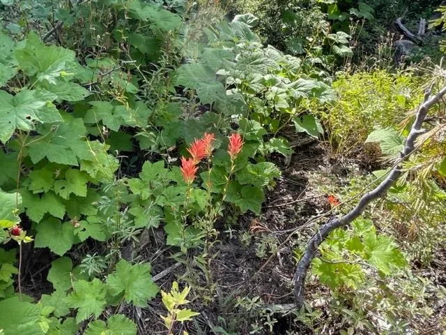 $912,000 | 0 Bucks Lake Road, Quincy, CA 95971