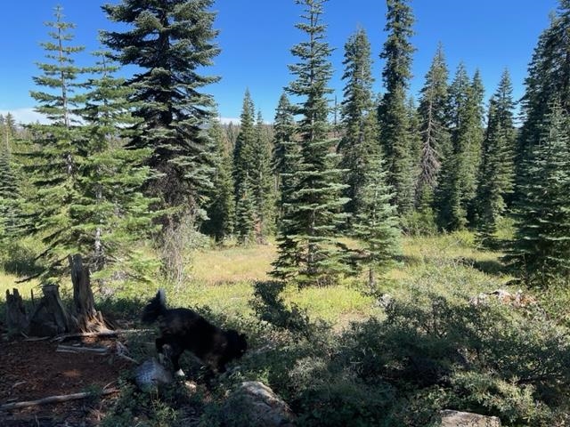 0 Bucks Lake Road Quincy, CA 95971 - Photo 6 of 19