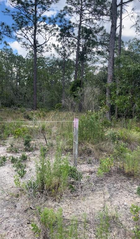 0 Northwest Ridgewood Road Dunnellon, FL 34431 - Photo 3 of 3 a backyard of a house with lots of green space