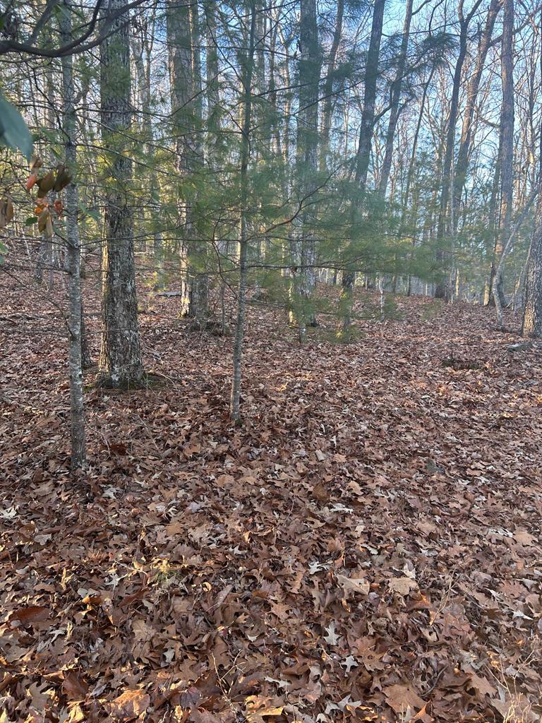 0 Stanley Ridge Road Morganton, GA 30560 - Photo 11 of 30